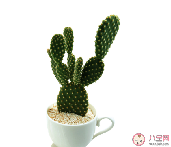 孕婦適合養哪些花 孕婦家里不適合養什么花2020