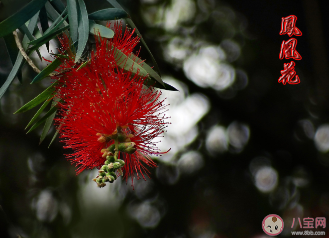 孕婦適合養哪些花 孕婦家里不適合養什么花2020