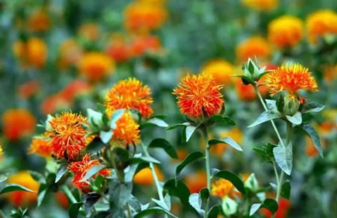 古代時彩色衣服主要靠什么來染色的 螞蟻莊園10月12日答案 古代時彩色衣服主要靠什么來染色的 螞蟻莊園10月12日答案