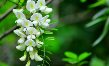 古代時彩色衣服主要靠什么來染色的 螞蟻莊園10月12日答案 古代時彩色衣服主要靠什么來染色的 螞蟻莊園10月12日答案