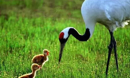 丹頂鶴的丹頂指的是什么 紅色頭皮還是毒藥鶴頂紅