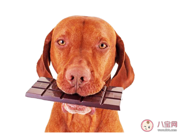 巧克力能喂給狗狗吃嗎 螞蟻莊園每日一問10月15日答案 巧克力能喂給狗狗吃嗎 螞蟻莊園每日一問10月15日答案