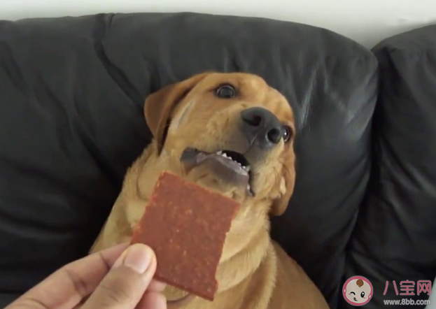 巧克力能喂給狗狗吃嗎 螞蟻莊園每日一問10月15日答案 巧克力能喂給狗狗吃嗎 螞蟻莊園每日一問10月15日答案