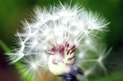 哪種植物被稱為黃花地丁婆婆丁 螞蟻莊園10月15日答案