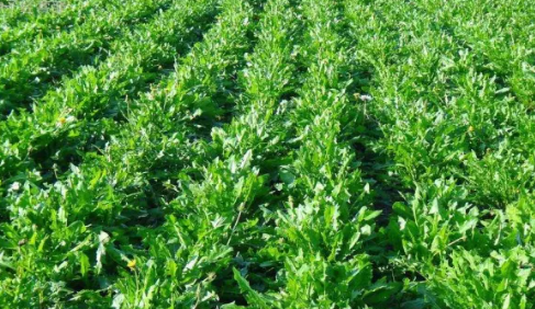 哪種植物被稱為黃花地丁婆婆丁 螞蟻莊園10月15日答案