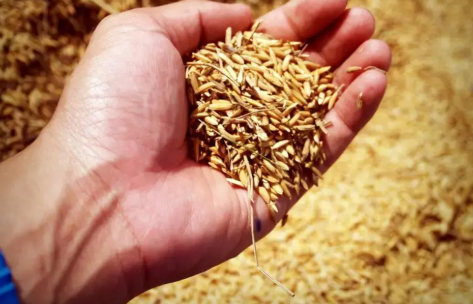 幼兒園世界糧食日活動大全 世界糧食日幼兒園活動主題