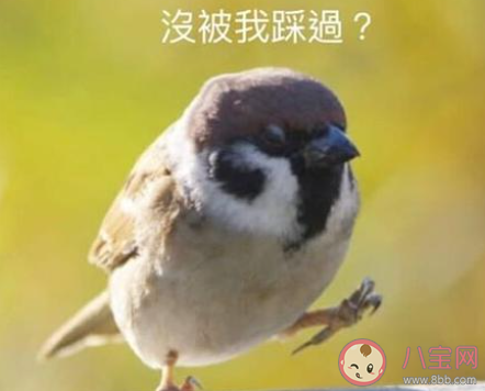 嘰嘰叭叭嘰叭叭是什么歌 嘰嘰叭叭嘰叭叭完整版歌詞