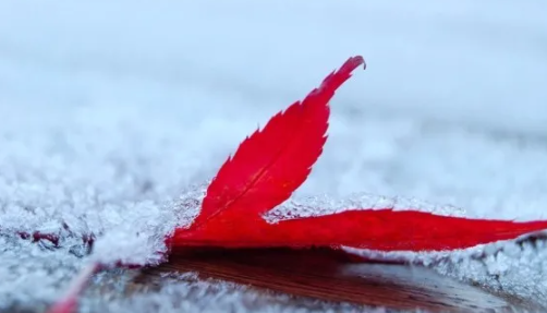 配雪景的唯美說說句子 下雪了的朋友圈文案