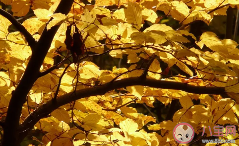 秋風溫柔的說說句子 文藝的秋風句子大全 秋風溫柔的說說句子 文藝的秋風句子大全