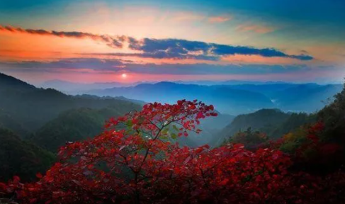 描寫楓葉的古詩詞有哪些 秋天關于楓葉的古詩詞大全 描寫楓葉的古詩詞有哪些 秋天關于楓葉的古詩詞大全