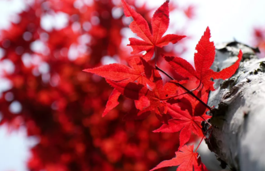 關于秋天楓葉的唯美句子 贊美楓葉漂亮的說說句子