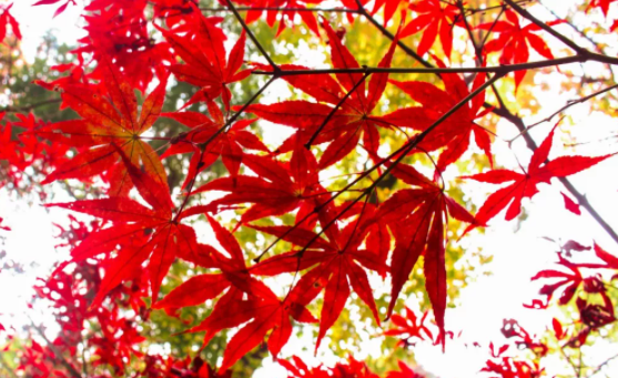 關于秋天楓葉的唯美句子 贊美楓葉漂亮的說說句子 關于秋天楓葉的唯美句子 贊美楓葉漂亮的說說句子