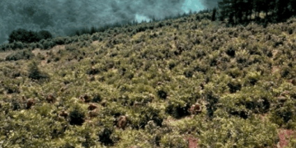 電影《金剛川》有彩蛋嗎 金剛川值得二刷的小細(xì)節(jié)