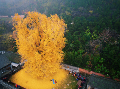 2020西安千年銀杏樹最佳觀賞時間 西安千年銀杏樹在哪里