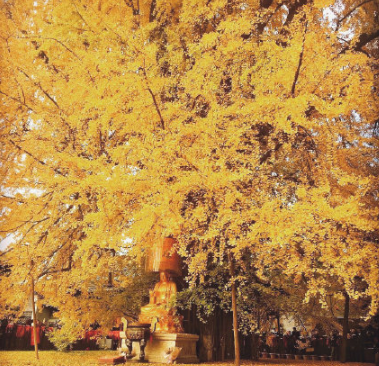 2020西安千年銀杏樹最佳觀賞時間 西安千年銀杏樹在哪里