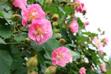 一日三變色的花是什么 木芙蓉為何能一日三變色