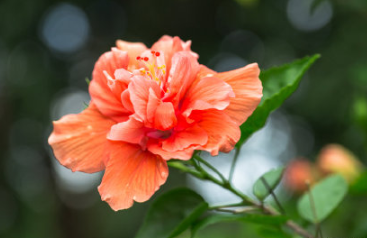 一日三變色的花是什么 木芙蓉為何能一日三變色