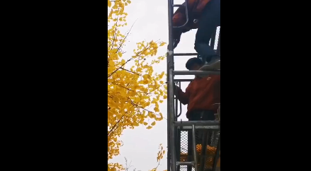 商場給銀杏綁假樹葉怎么回事 為什么要這么做呢