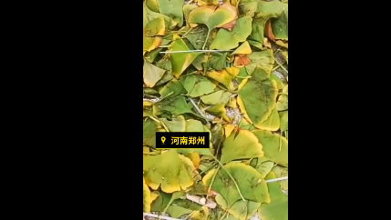 商場(chǎng)給銀杏綁假樹(shù)葉怎么回事 為什么要這么做呢