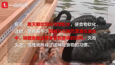 黑天鵝親吻式喂錦鯉怎么回事 黑天鵝喂錦鯉在哪