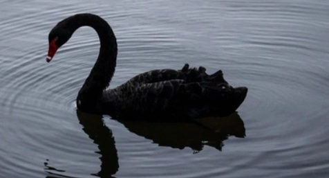 黑天鵝親吻式喂錦鯉怎么回事 黑天鵝喂錦鯉在哪