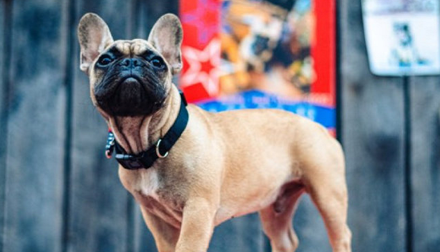 美國(guó)選斗牛犬做鎮(zhèn)長(zhǎng)怎么回事 斗牛犬做鎮(zhèn)長(zhǎng)用意是什么