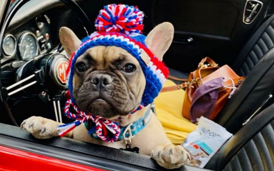 美國選斗牛犬做鎮長怎么回事 斗牛犬做鎮長用意是什么