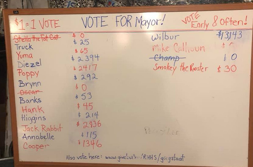 美國選斗牛犬做鎮長怎么回事 斗牛犬做鎮長用意是什么