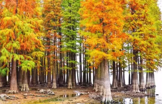 湖北荊門水杉林在哪 荊門水杉林最佳觀賞期 湖北荊門水杉林在哪 荊門水杉林最佳觀賞期