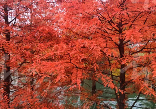 湖北荊門水杉林在哪 荊門水杉林最佳觀賞期 湖北荊門水杉林在哪 荊門水杉林最佳觀賞期