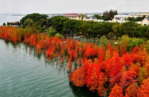 湖北荊門水杉林在哪 荊門水杉林最佳觀賞期 湖北荊門水杉林在哪 荊門水杉林最佳觀賞期