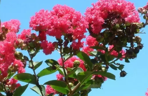 哪種植物被稱為癢癢樹 螞蟻莊園11月9日答案