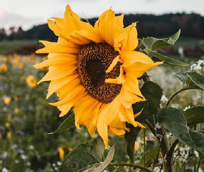 萬物皆可凡爾賽什么梗 一人一句凡爾賽語錄