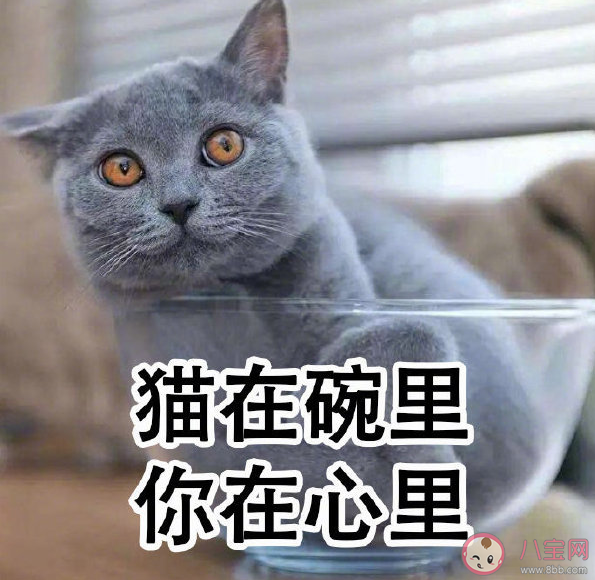 雙十一光棍節心情說說 光棍節脫單告白文案 雙十一光棍節心情說說 光棍節脫單告白文案