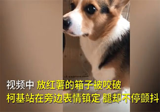 柯基偷吃紅薯被訓(xùn)腿不停顫抖是怎么回事 柯基為什么尾巴那么短