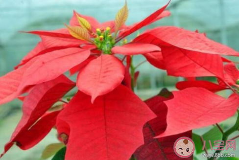 下列哪種盆栽花有毒最好不要總是拿手碰 最新螞蟻莊園11月17日答案 下列哪種盆栽花有毒最好不要總是拿手碰 最新螞蟻莊園11月17日答案