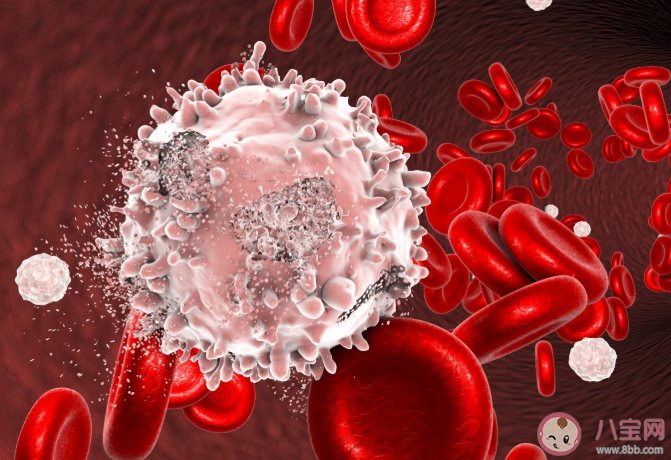 蛋白質攝入過多有什么危害 蛋白質飲食指南 蛋白質攝入過多有什么危害 蛋白質飲食指南