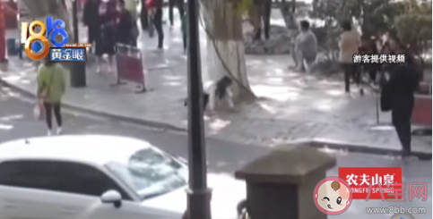 女主播在西湖邊跪爬征婚是怎么回事 圍著大樹爬行是為什么 女主播在西湖邊跪爬征婚是怎么回事 圍著大樹爬行是為什么