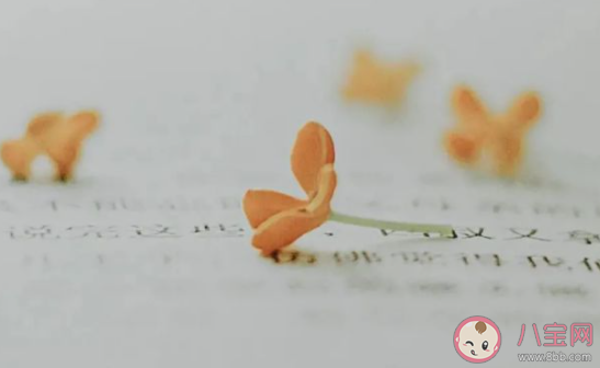 小說里的寶藏句子大全 看了一眼就喜歡的小說句子