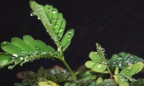 含羞草和夜來香哪種盆栽花有毒 螞蟻莊園11月17日答案