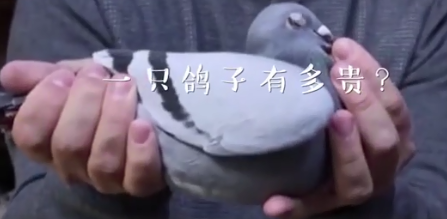 中國買家花1250萬買下比利時賽鴿是怎么回事 比利時賽鴿為什么值錢