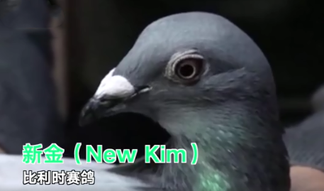 中國買家花1250萬買下比利時賽鴿是怎么回事 比利時賽鴿為什么值錢