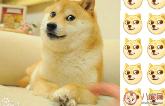 忘掛狗頭了是什么梗 忘掛狗頭了是什么意思 忘掛狗頭了是什么梗 忘掛狗頭了是什么意思