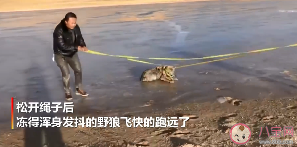 青海鄉干部跳入冰湖救落水野狼是怎么回事 在野外遇見狼了怎么辦