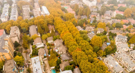 南京42處落葉觀賞點匯總 42處落葉觀賞點在哪