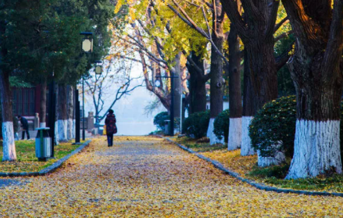 南京42處落葉觀賞點匯總 42處落葉觀賞點在哪