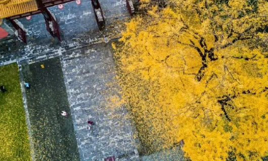 南京42處落葉觀賞點匯總 42處落葉觀賞點在哪