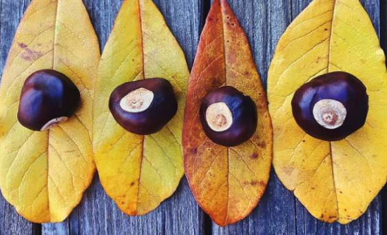 秋天的落葉怎么拍好看 落葉創意拍攝技巧分享 秋天的落葉怎么拍好看 落葉創意拍攝技巧分享
