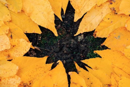 秋天的落葉怎么拍好看 落葉創意拍攝技巧分享 秋天的落葉怎么拍好看 落葉創意拍攝技巧分享