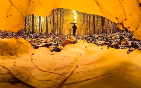 秋天的落葉怎么拍好看 落葉創意拍攝技巧分享 秋天的落葉怎么拍好看 落葉創意拍攝技巧分享